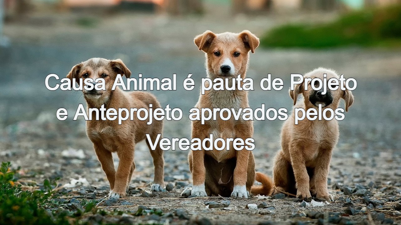 Causa Animal é pauta de Projeto e Anteprojeto aprovados pelos Vereadores na 35ª Reunião Ordinária